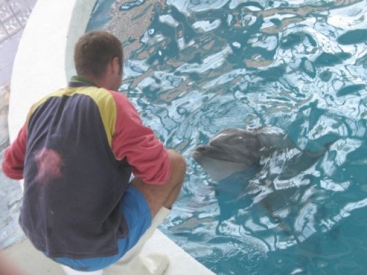 Zeci de constănţeni şi turişti au urmărit duminică delfinii la antrenamente
